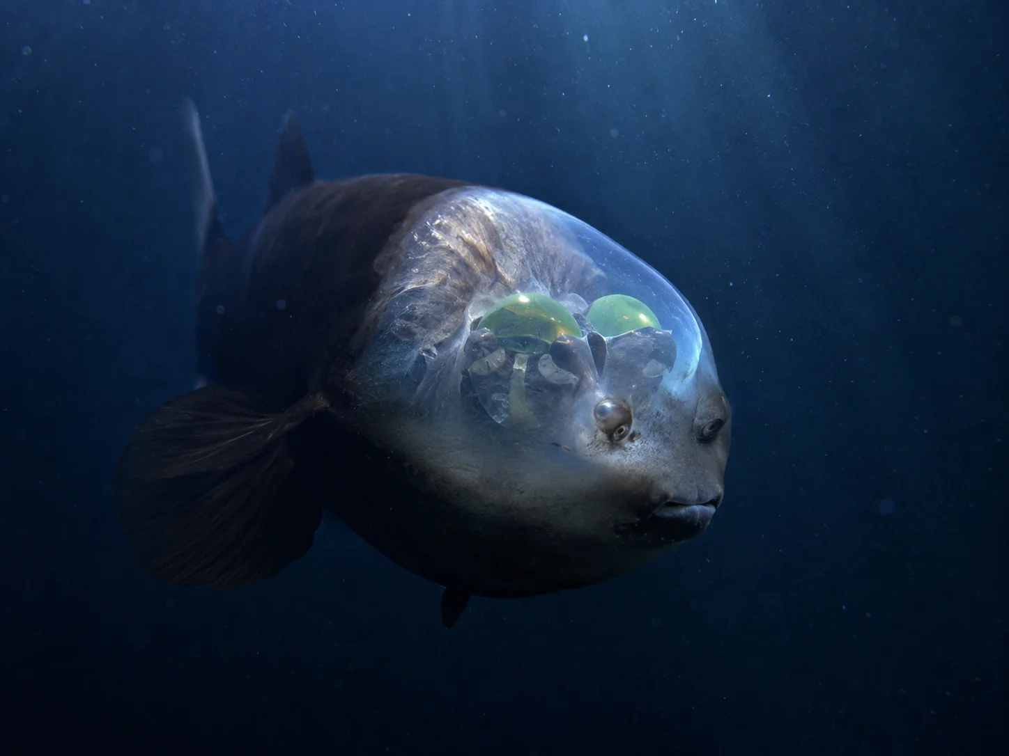 2 barreleye fish macropinna microstoma the fish with a transparent head