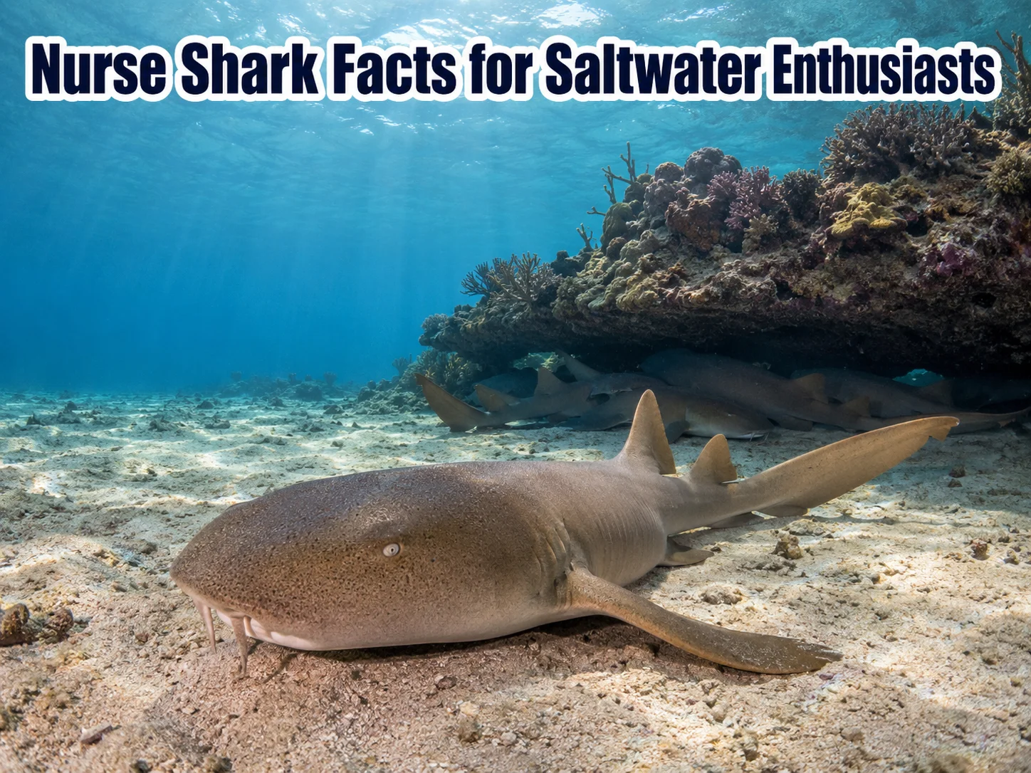 Nurse shark facts for saltwater enthusiasts