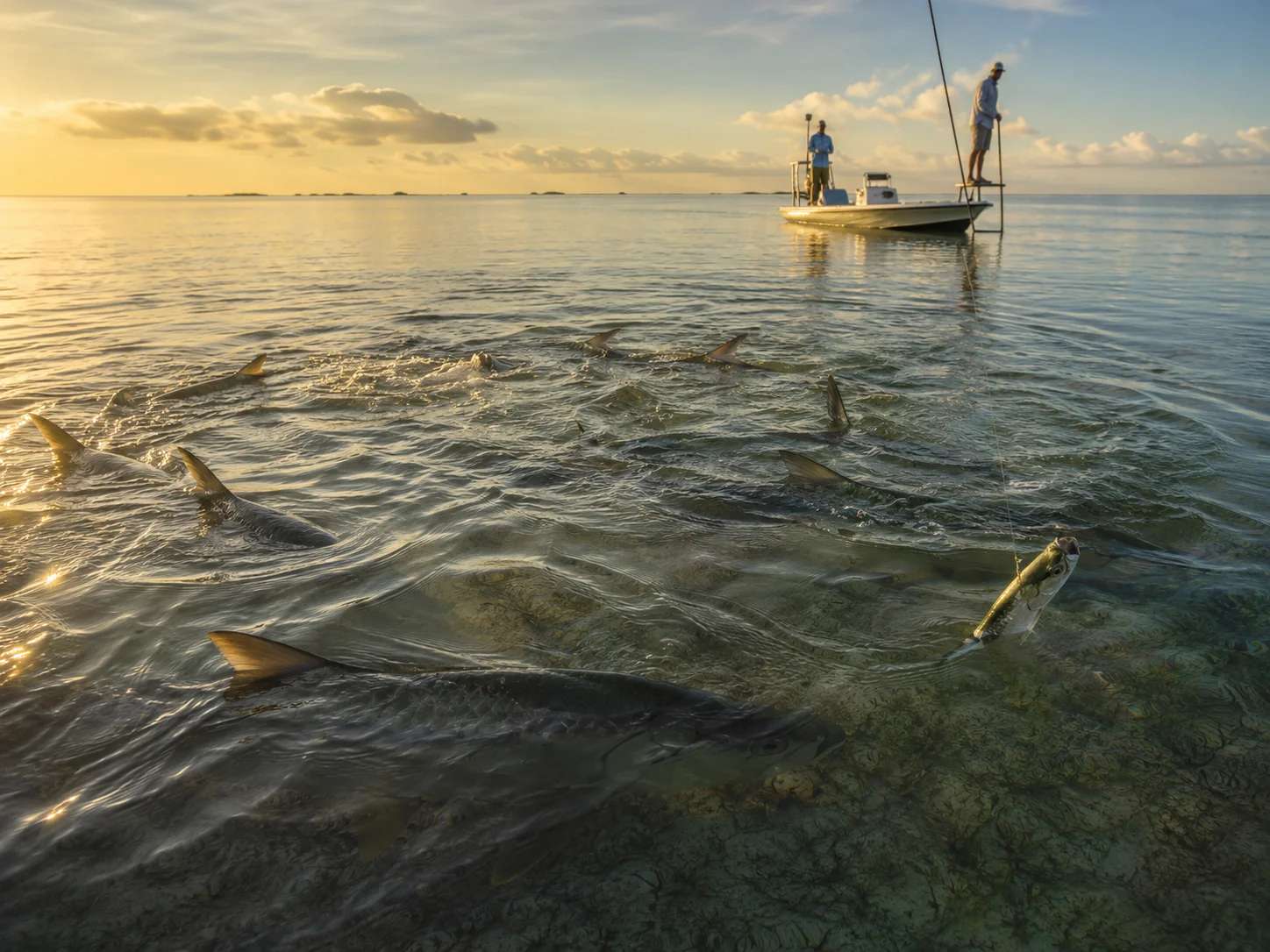 3 live bait fishing with mullet and threadfin herring