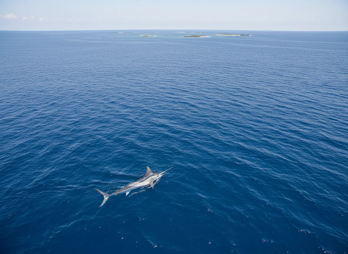 White marlin are a distinct atlantic species