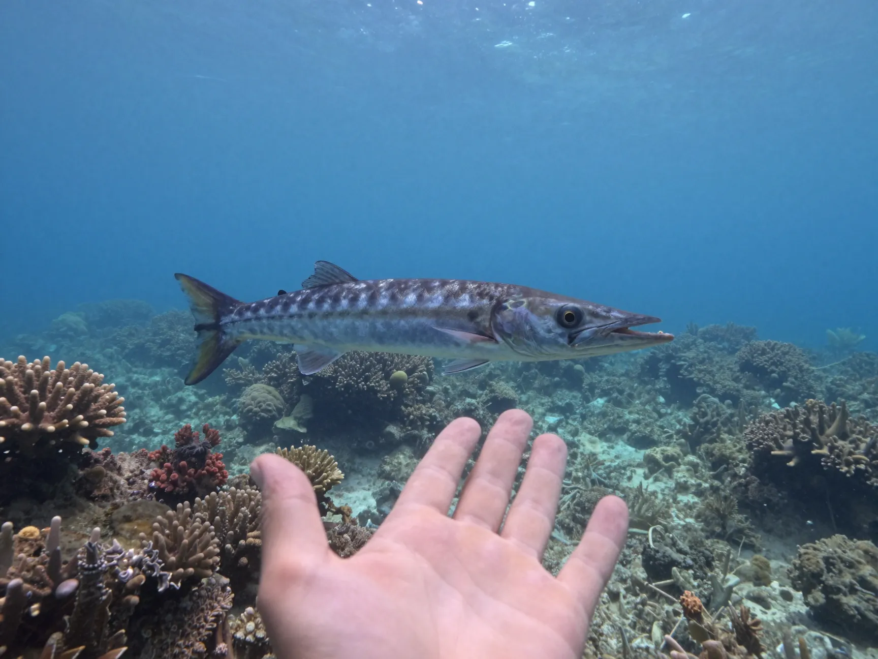 Barracuda attacks on humans are rare but documented