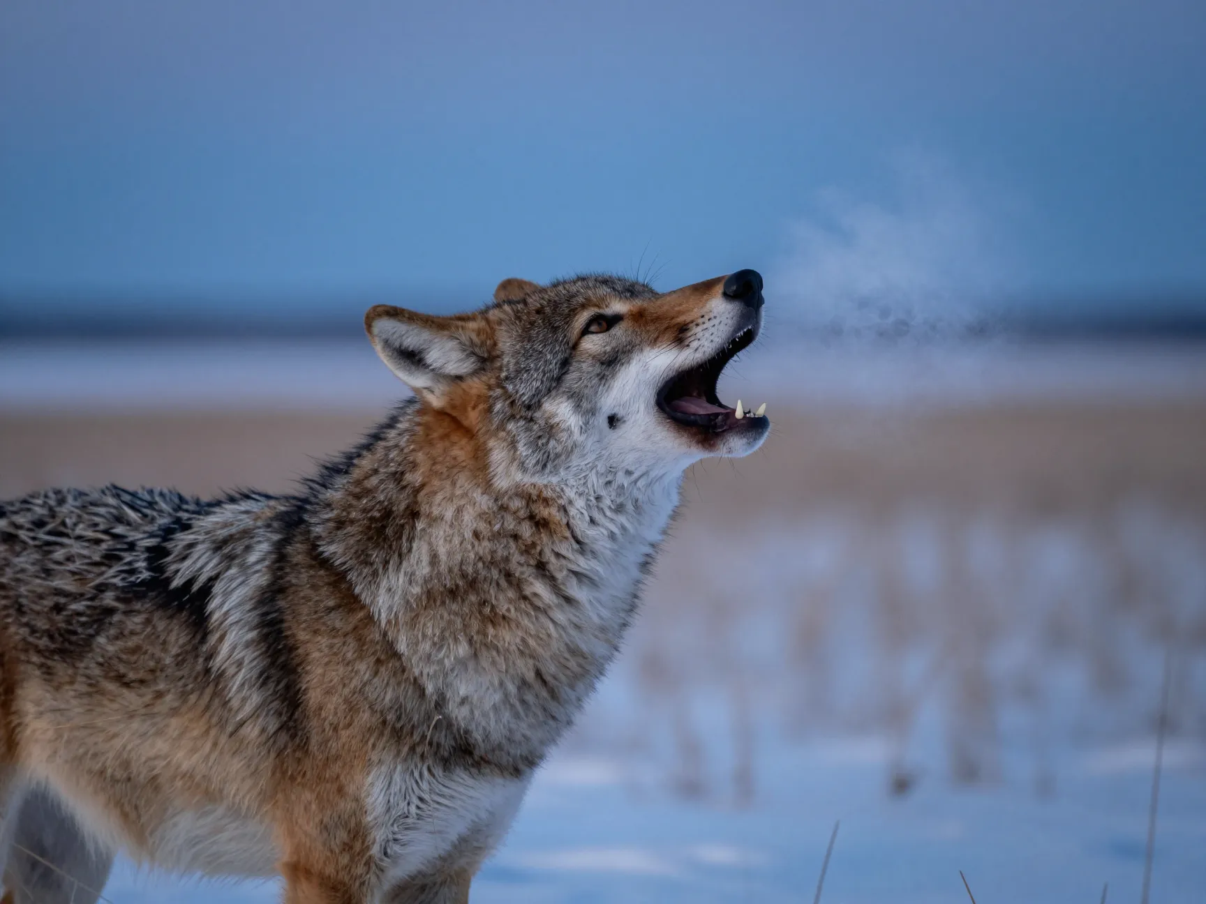 6 understanding predator behavior and biology