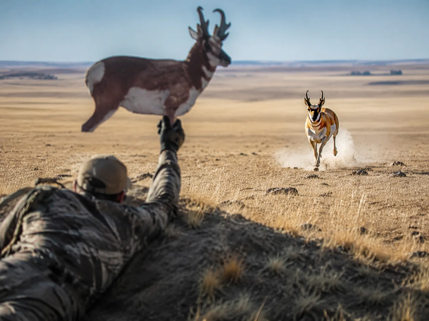 Decoying pronghorn bucks during the rut
