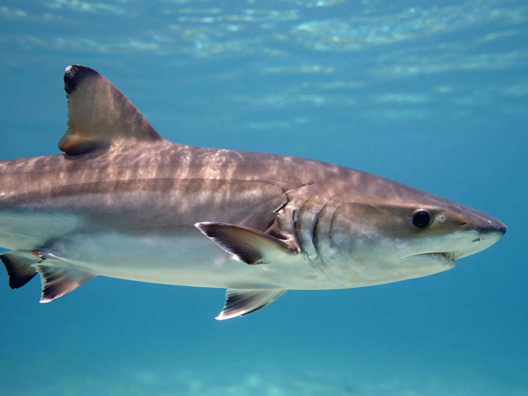 Cobia have one of the most distinctive body shapes in saltwater fishing