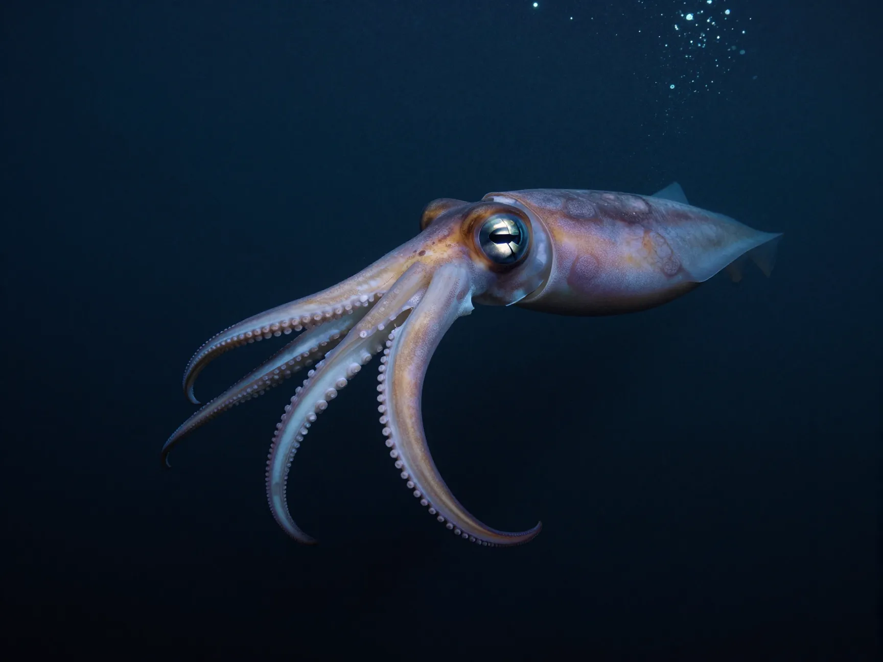 The giant squid
