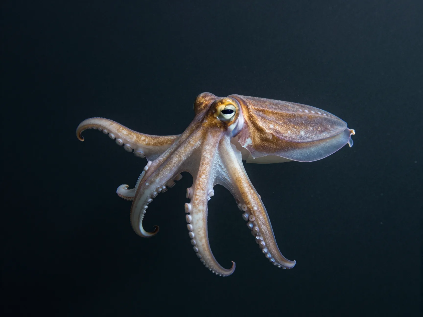 The dumbo octopus