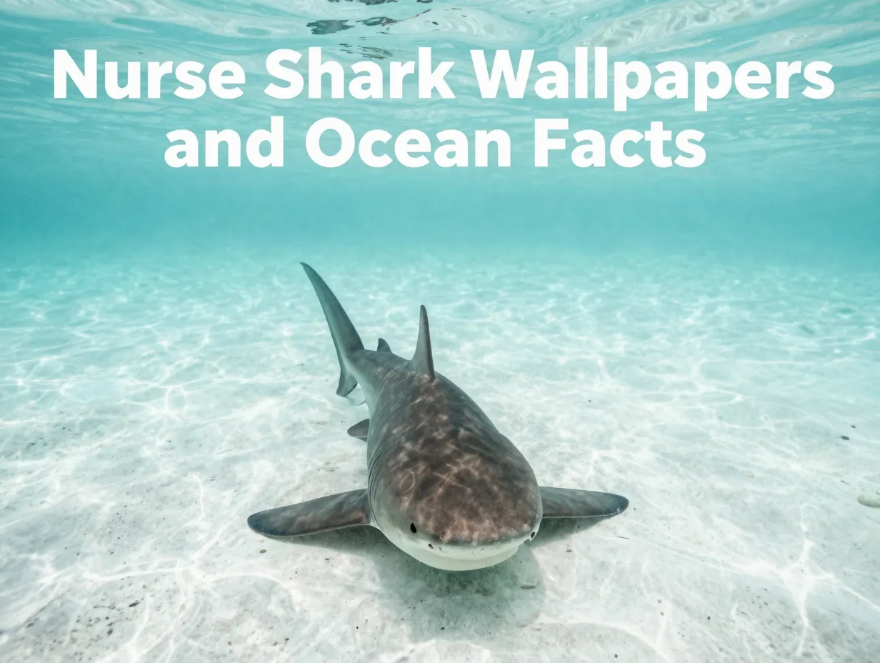 Nurse shark wallpapers and ocean facts