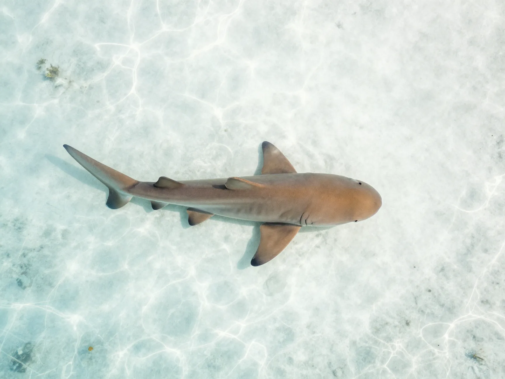 The resting shark on white sand