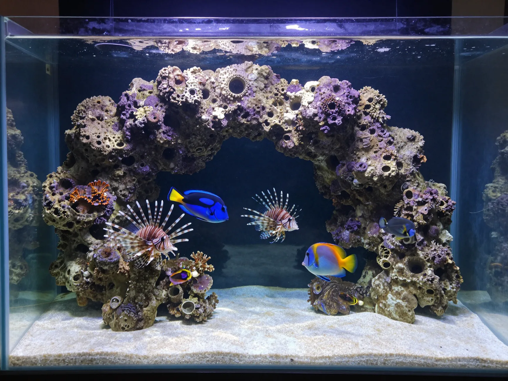 The classic fowlr fish only with live rock setup