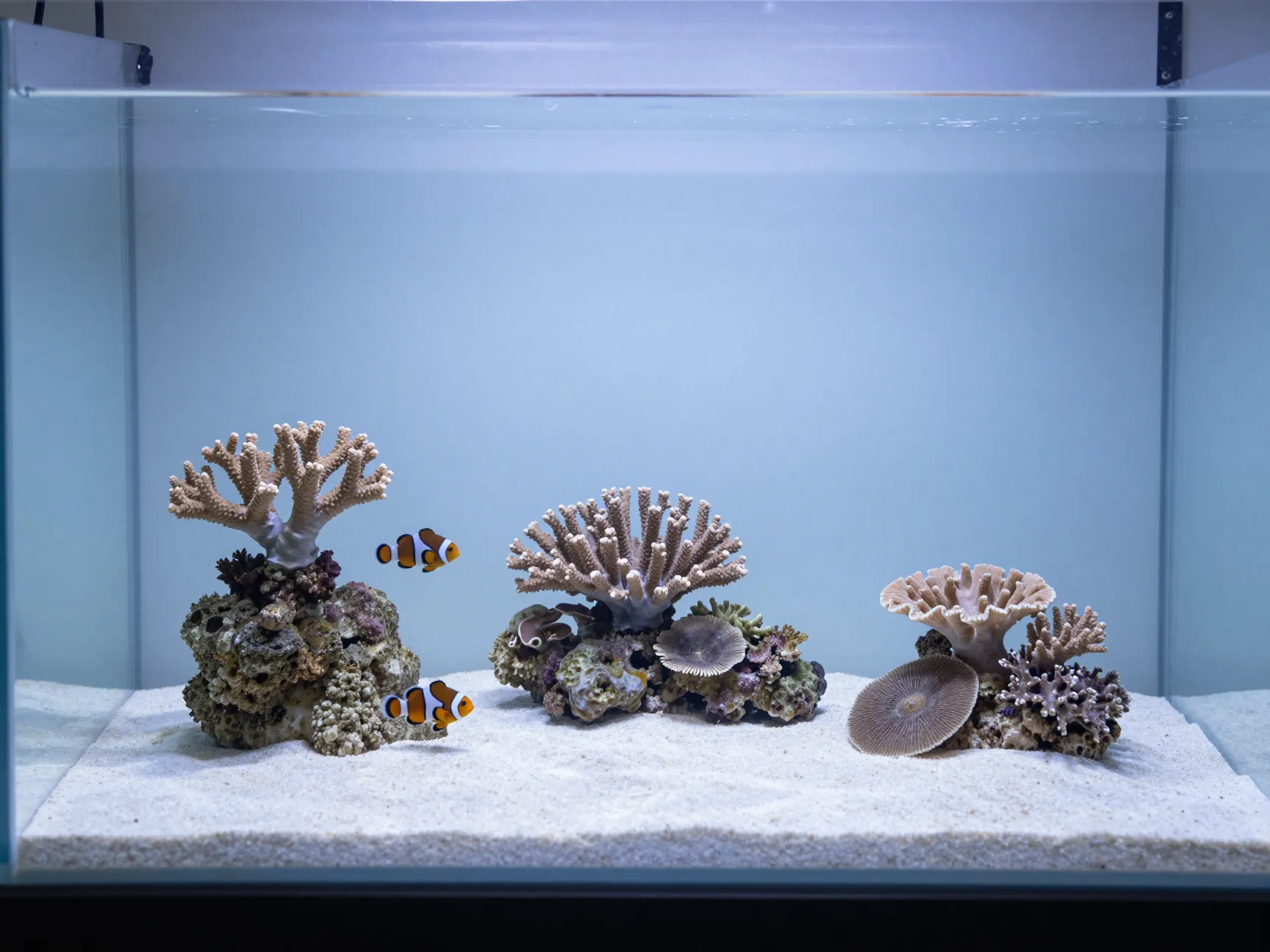 The minimalist zen reef
