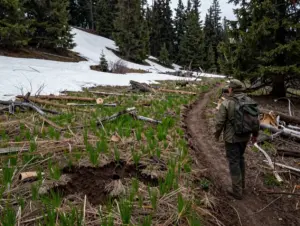 Read more about the article 9 Bear Hunting Strategies for the Ultimate Predator Challenge