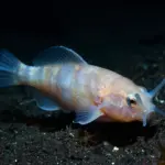 8 Deep Sea Fish Species That Defy Imagination