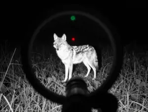 Read more about the article 9 Essential Coyote Hunting Tips for Predator Control and Success
