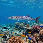 9 Barracuda Fish Facts: Identification, Habitat, and Behavior