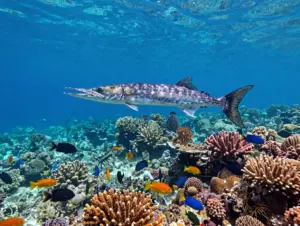 Read more about the article 9 Barracuda Fish Facts: Identification, Habitat, and Behavior