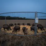 9 Hog Hunting Techniques for Effective Predator Management