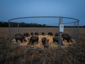 Read more about the article 9 Hog Hunting Techniques for Effective Predator Management