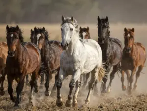 Read more about the article 9 Survival Lessons We Can Learn From Observing Wild Horses