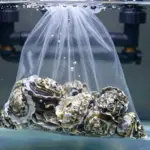 9 Creative Ways to Use Oyster Shells in Your Saltwater Aquarium