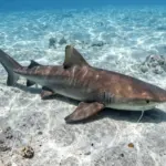 8 Nurse Shark Facts Every Saltwater Enthusiast Should Know