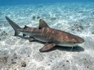 Read more about the article 8 Nurse Shark Facts Every Saltwater Enthusiast Should Know