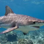 8 Facts About the Grey Nurse Shark: Identification and Conservation