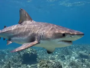 Read more about the article 8 Facts About the Grey Nurse Shark: Identification and Conservation