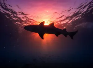 Read more about the article 9 Nurse Shark Aesthetic Wallpapers and Facts for Ocean Lovers