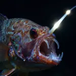 9 Deep Sea Creatures That Will Change How You See the Ocean