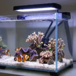 9 Saltwater Fish Tank Ideas to Inspire Your Next Aquascape
