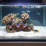 8 Salt Water Fish Tank Ideas for a Stunning Home Aquarium