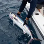 8 White Marlin Facts and Identification Tips Every Angler Should Know