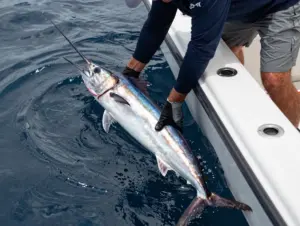 Read more about the article 8 White Marlin Facts and Identification Tips Every Angler Should Know